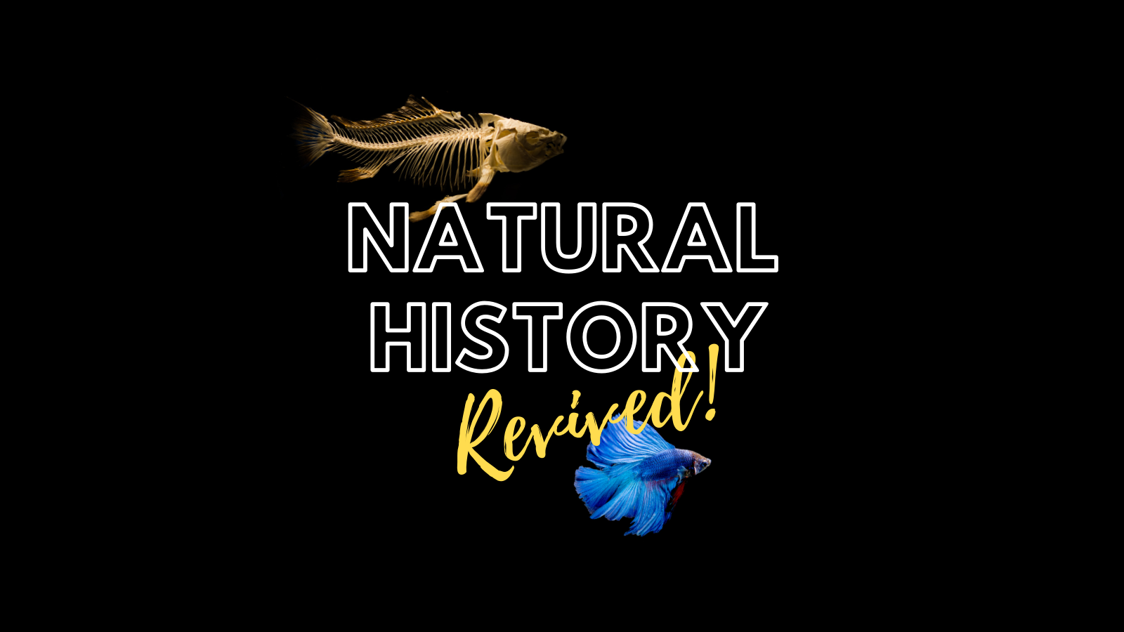 Natural History Revived – Five Year Journey of Successful Transformation