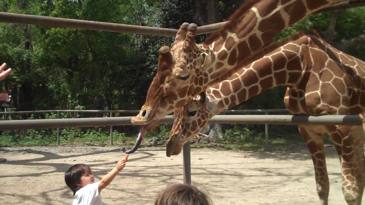 Five Reasons Audubon Zoo is Successful