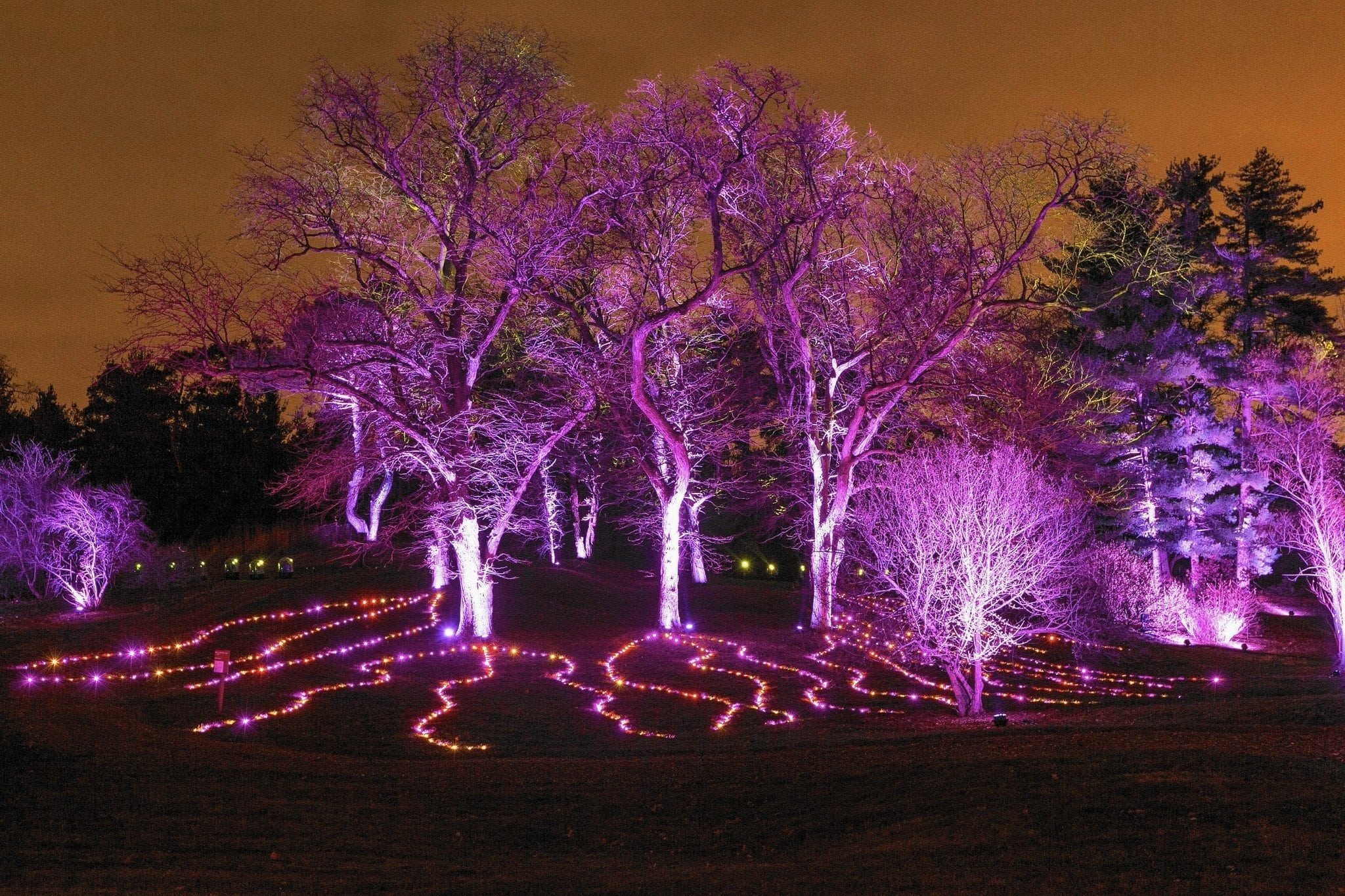 Illumination Lights Up Attendance at The Morton Arboretum