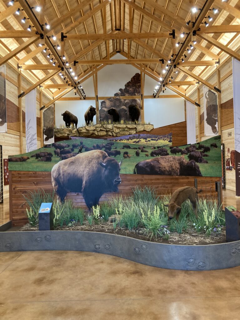 A bison scene in the Bison Center building is designed to resemble a migrating herd. Front and center are an adult and a young bison grazing.