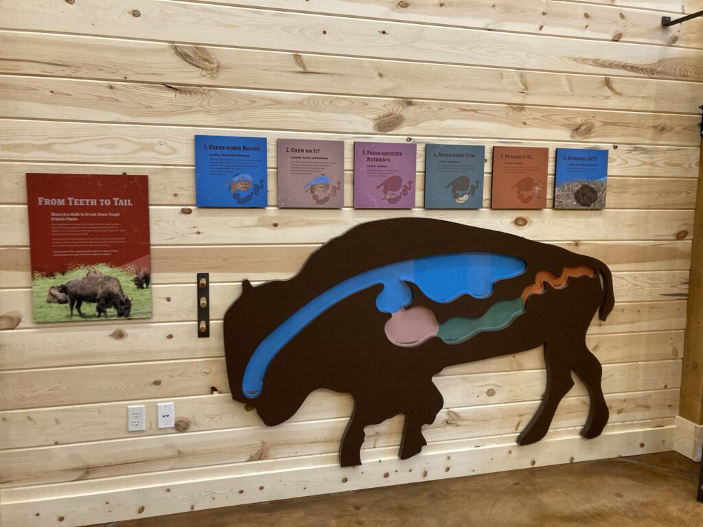 Exhibit showing the digestive system of bison