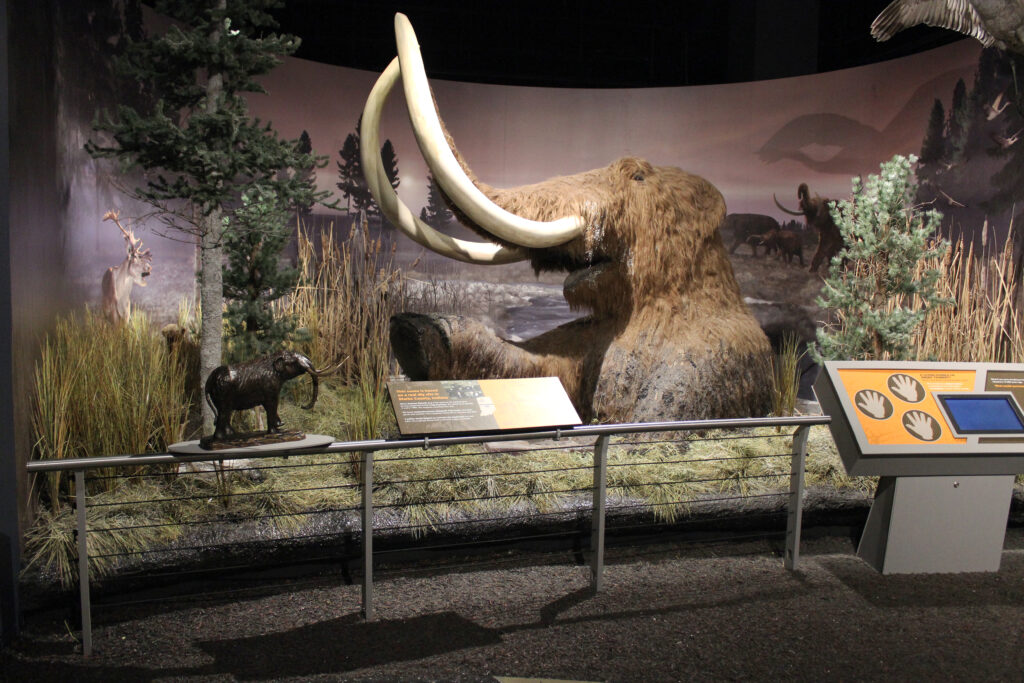 Replicated scene of a mammoth sinking half in the ground and only his upper body is shown. In the foreground a small mammoth replica model and two signs are shown.