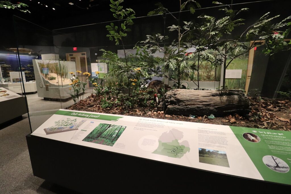 Gallery view with a fallen forest theme in front that draws you into the room with additional wildlife exhibits