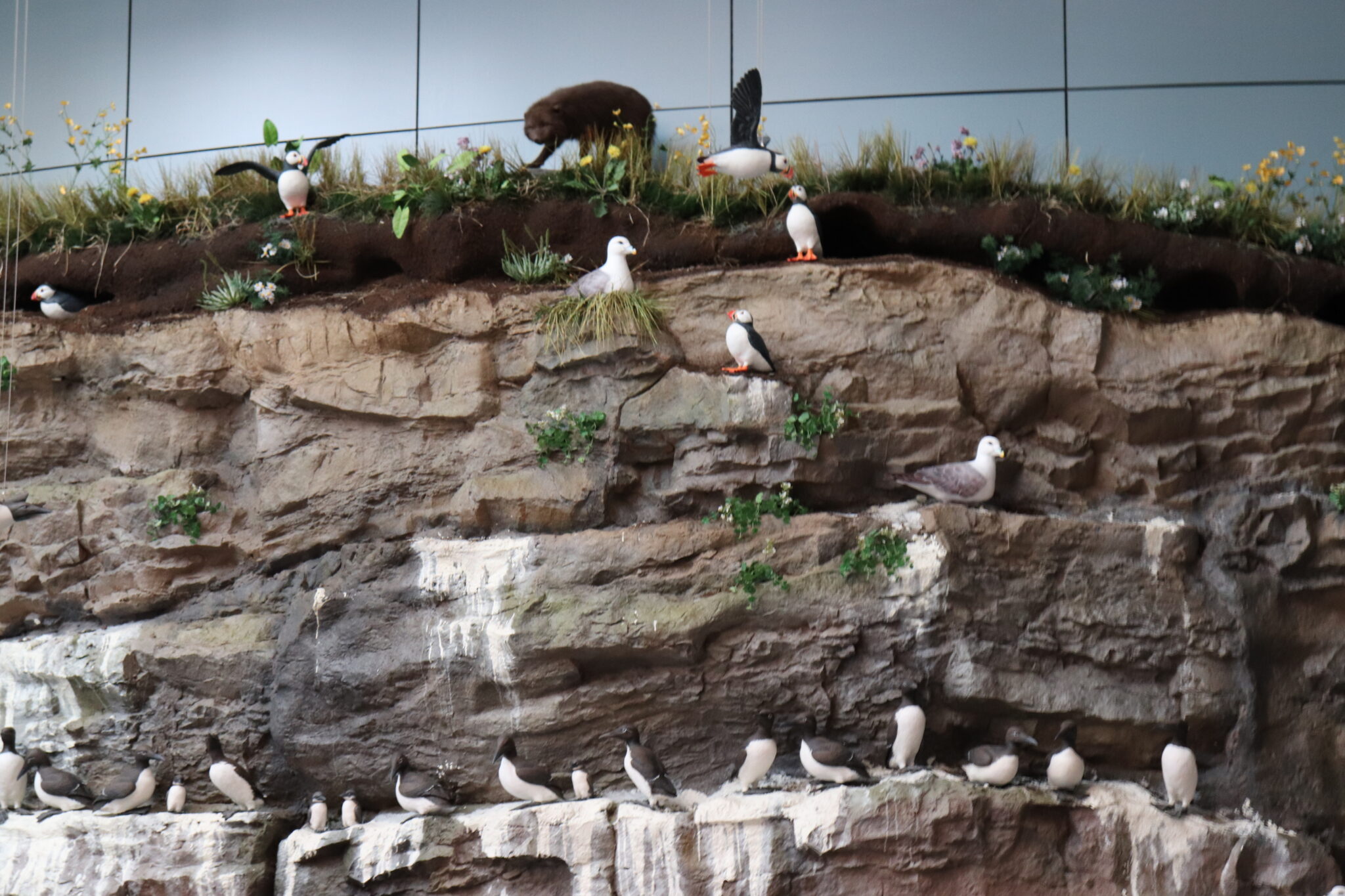 Faux rock wall with several birds resting on different levels of the rock side. Other wildlife and flowers are shown at the top of the rock wall.