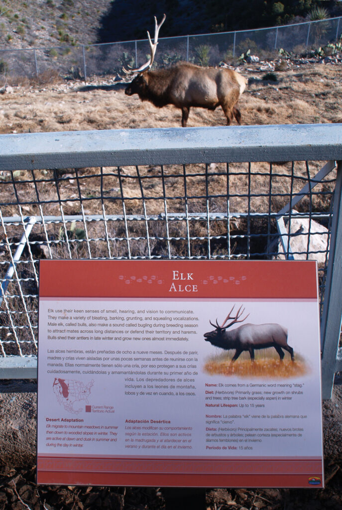 Elk enclosure at Living Desert Zoo showing an outdoor custom-made sign providing additional information for visitors with custom illustration of the elk next to a live elk